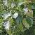 Image of Populus balsamifera ssp. trichocarpa(?), Black Cottonwood(?), May 29, 2006, Richmond, B. C.