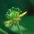 Image of Ranunculus uncinatus, Little Buttercup
