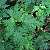 Image of Rubus laciniatus, Evergreen Blackberry, May 29, 2006, Richmond, B. C.