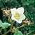 Image of Rubus parviflorus, Thimbleberry, May 18, 1986, Burnaby Mountain