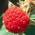 Image of Rubus parviflorus, Thimbleberry, August 1986