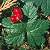 Image of Rubus pedatus, Five-leaved Bramble, August 24, 1986(?), North Vancouver area(?)