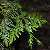 Image of Thuja plicata, Western Red Cedar, May 31, 2006, Lighthouse Park, West Vancouver