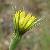 Image of Tragopogon dubius, Yellow Salsify, June 19, 2006, Marble Canyon Provincial Park