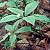 Image of Trientalis latifolia, Broad-leaved Starflower, May 19, 1986, Burnaby Mountain Park