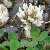 Image of Trifolium repens, White Clover, June 15, 2006, near Sicamous