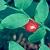 Image of Vaccinium parvifolium, Red Huckleberry