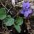 Image of Viola adunca(?), Early Blue Violet(?), June 7, 2006, Manning Park