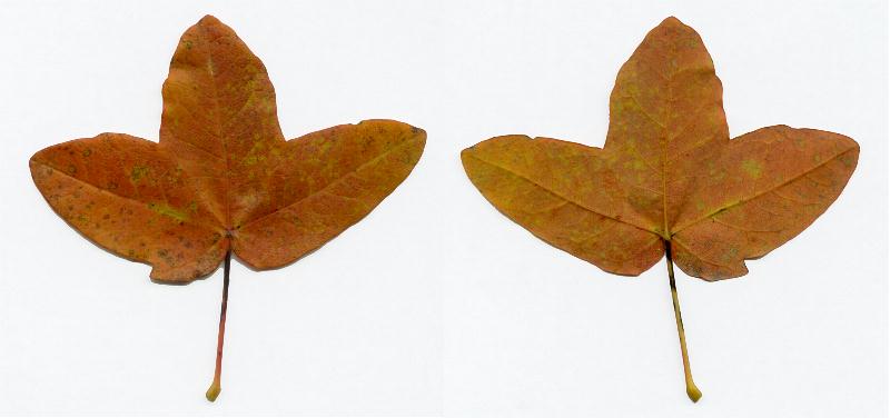 Herbstblatt von Acer monspessulanum, Französischer Ahorn