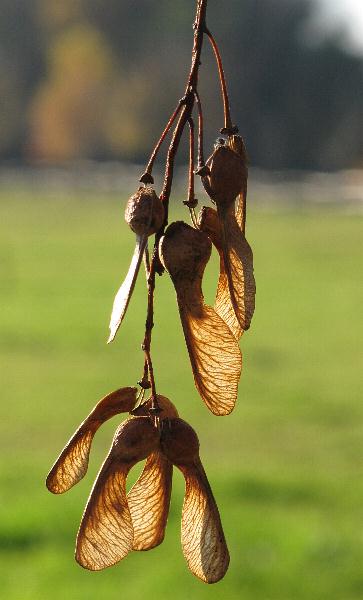 Fotografie von Acer pseudoplatanus, Berg-Ahorn