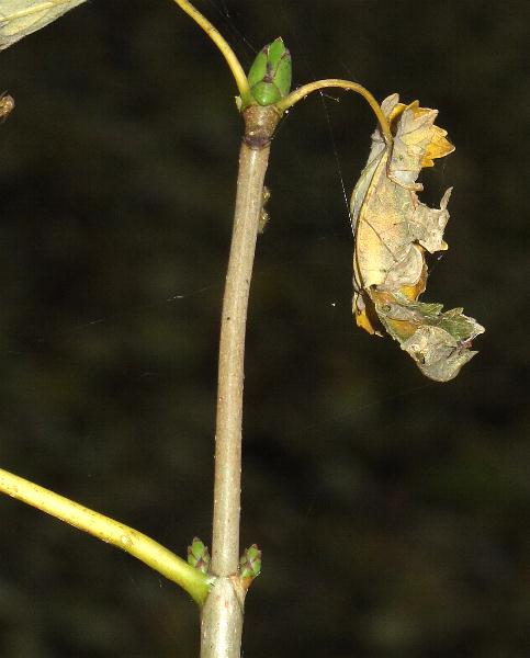 Fotografie von Acer pseudoplatanus, Berg-Ahorn
