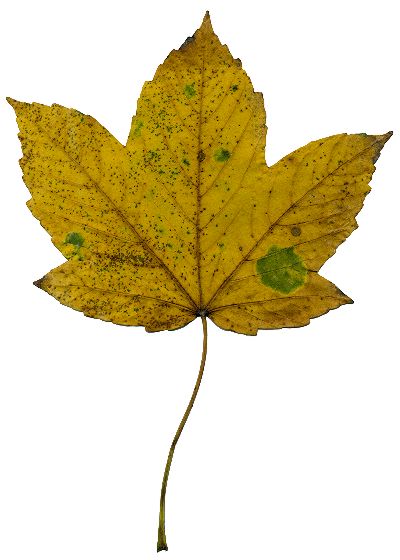 Herbstblatt von Acer pseudoplatanus, Berg-Ahorn
