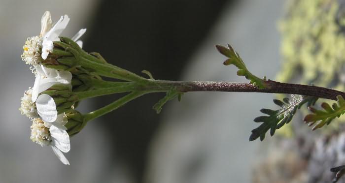 Fotografie von Achillea erba-rotta ssp. moschata, Moschus-Schafgarbe