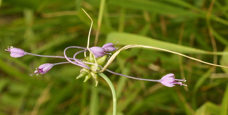 Fotografie von Allium carinatum, Gekielter Lauch