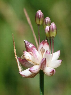 Fotografie von Allium oleraceum(?), Roß-Lauch(?)