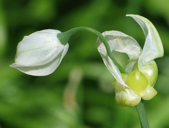 Fotografie von Allium paradoxum, Seltsamer Lauch