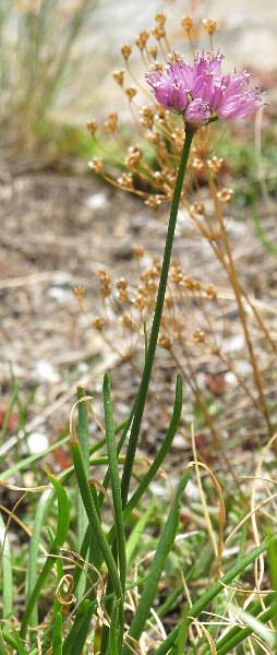 Fotografie von Allium senescens ssp. montanum, Berg-Lauch