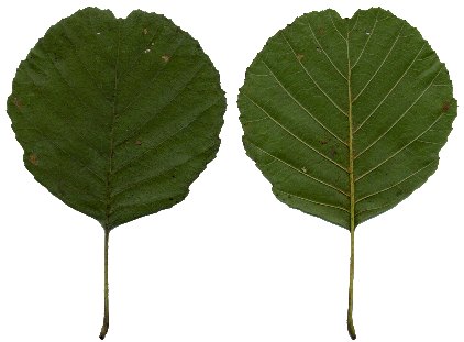 Herbstblatt von Alnus glutinosa, Schwarz-Erle