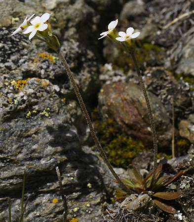 Fotografie von Androsace obtusifolia, Stumpfblättriger Mannsschild