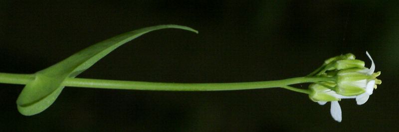 Fotografie von Arabis pauciflora, Armblütige Gänsekresse