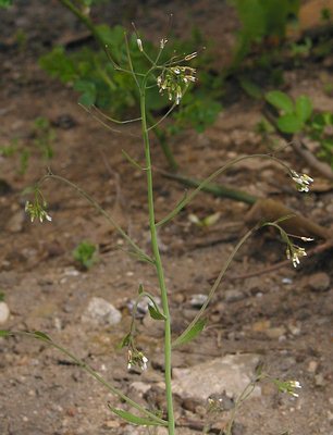 Fotografie von Arabidopsis thaliana, Acker-Schmalwand