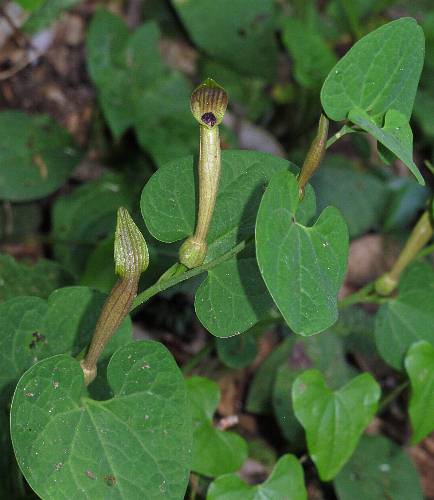 Fotografie von Aristolochia lutea, Gelbe Osterluzei