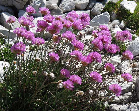 Fotografie von Armeria maritima ssp. alpina, Alpen-Grasnelke