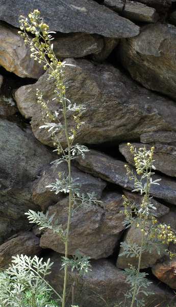 Fotografie von Artemisia absinthium, Wermut