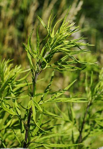 Fotografie von Artemisia verlotiorum, Kamtschatka-Beifuß