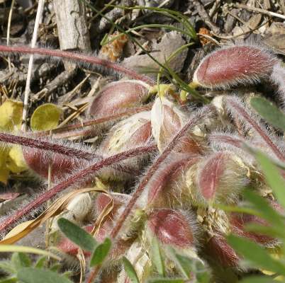 Fotografie von Astragalus exscapus, Stengelloser Tragant