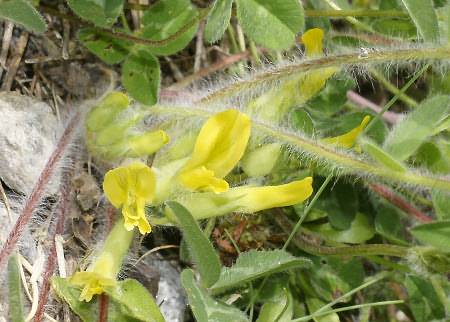 Fotografie von Astragalus exscapus, Stengelloser Tragant