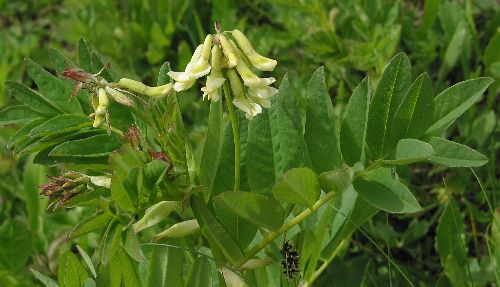 Fotografie von Astragalus frigidus, Gletscherlinse