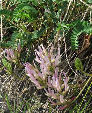 Fotografie von Astragalus monspessulanus(?), Französischer Tragant(?)