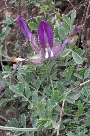 Fotografie von Astragalus vesicarius, Blasen-Tragant