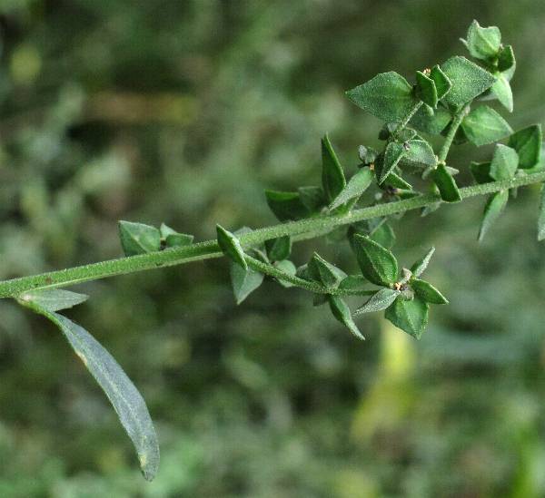 Fotografie von Atriplex oblongifolia, Länglichblättrige Melde