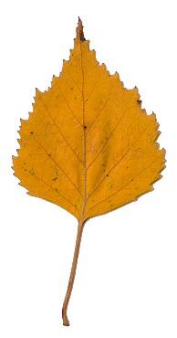 Herbstblatt von Betula pendula, Hänge-Birke