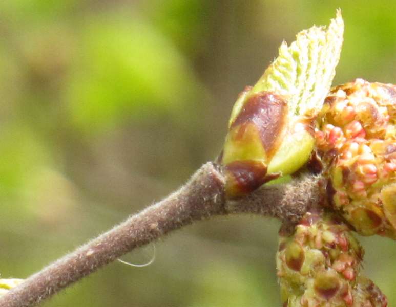 Fotografie von Betula pubescens, Moor-Birke