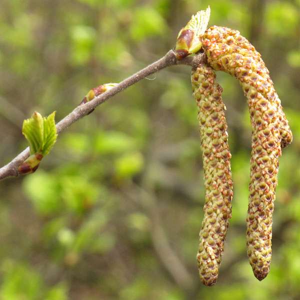 Fotografie von Betula pubescens, Moor-Birke