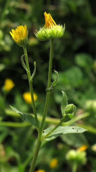 Fotografie von Calendula arvensis, Acker-Ringelblume