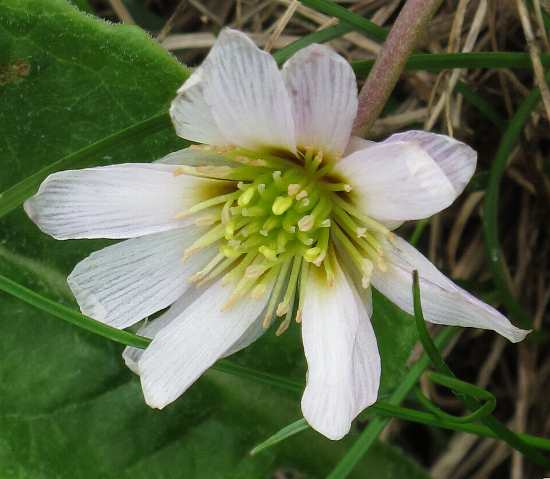 Fotografie von Callianthemum kernerianum, Kerners Schmuckblume