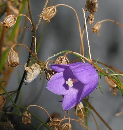 Fotografie von Campanula rotundifolia, Rundblättrige Glockenblume