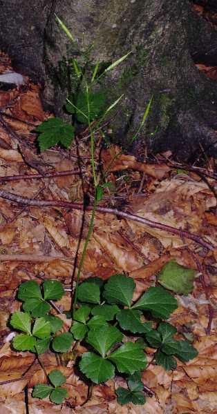 Fotografie von Cardamine trifolia, Dreiblättriges Schaumkraut