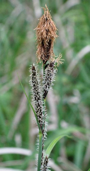 Fotografie von Carex acutiformis, Sumpf-Segge