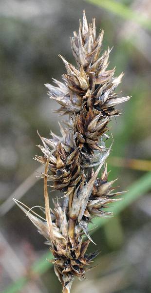 Fotografie von Carex arenaria(?), Sand-Segge(?)