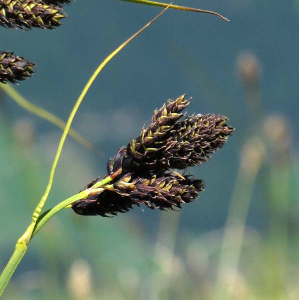 Fotografie von Carex atrata, Trauer-Segge