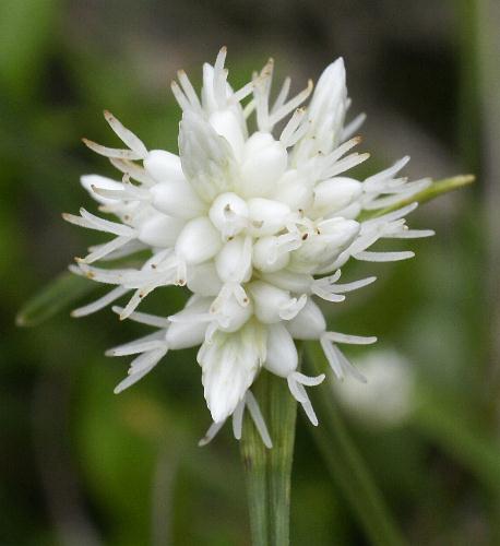 Fotografie von Carex baldensis, Monte-Baldo-Segge