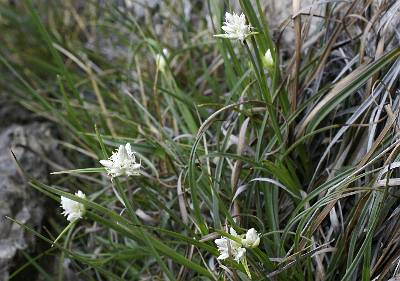 Fotografie von Carex baldensis, Monte-Baldo-Segge