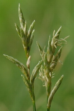 Fotografie von Carex brizoides, Zittergras-Segge