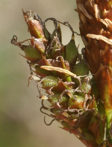 Fotografie von Carex caryophyllea, Frühlings-Segge