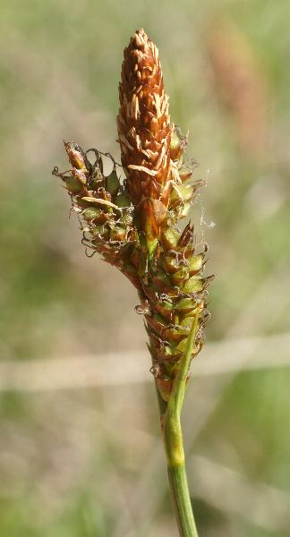 Fotografie von Carex caryophyllea, Frühlings-Segge
